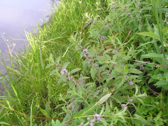 نعناع وحشی یا نعناع ذرتی